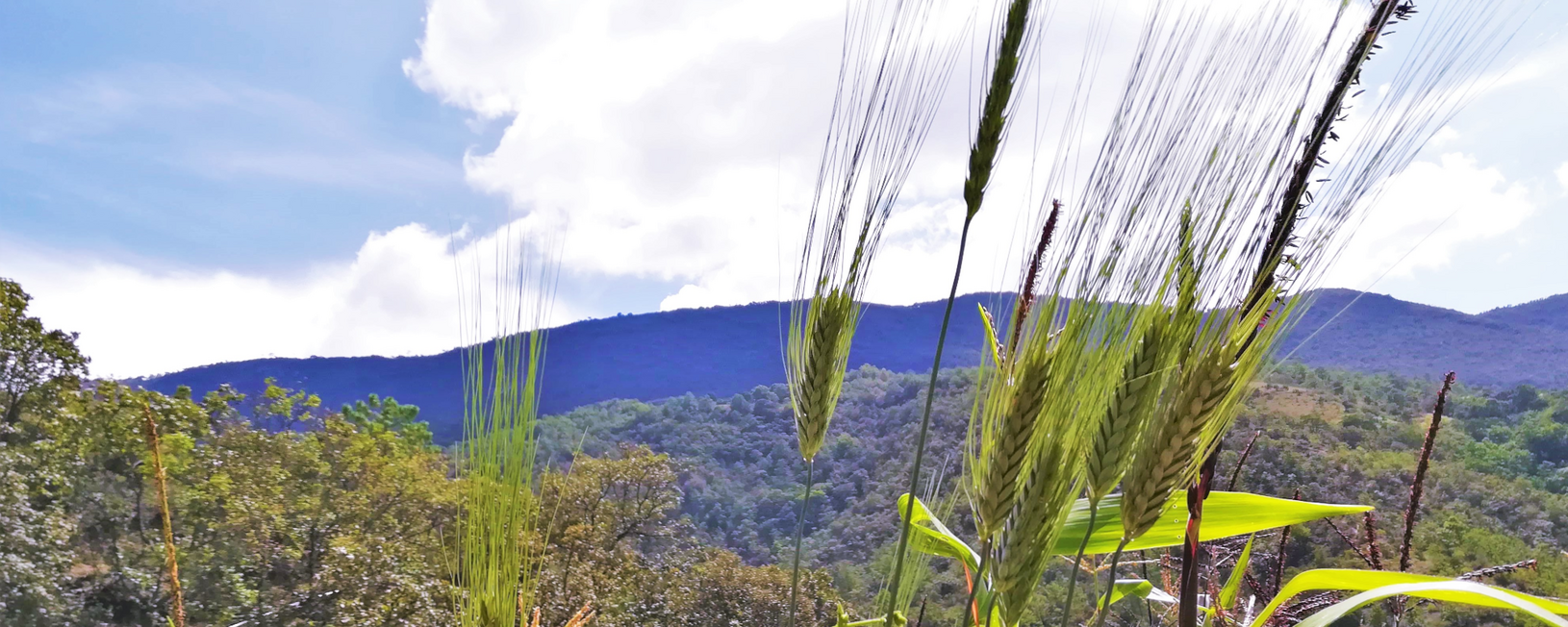 paisaje con trigo